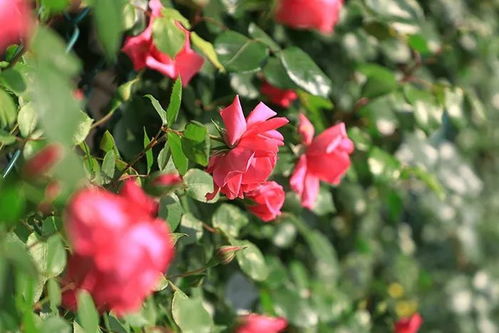 月季花开，校园一景