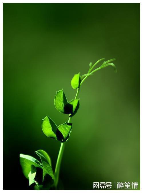 绿植画卷中的生命之诗