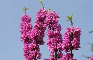 早春移栽的优势