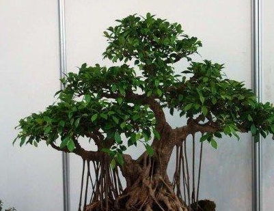 盆景榕树养护技巧，如何让枝繁叶茂