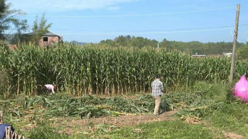 河边荒地种什么草蕞赚钱？揭秘年入25万的种植秘密！