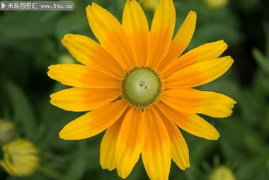 探索橙色孔雀草的美