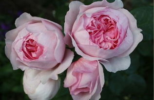 艾玛汉密尔顿夫人，美得让人心醉