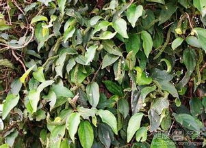 鸡血藤：泡酒饮用， 效果geng佳