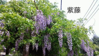 生长习性，是关键！