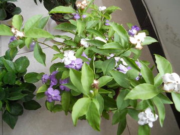 冬季花卉晒太阳， 不仅仅是完成任务