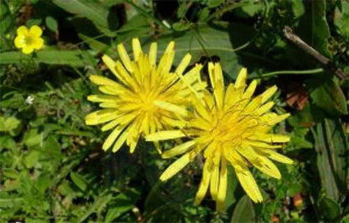 新疆盐碱地种植航天品种草，亩产提高35%，嫩赚多少钱一亩？