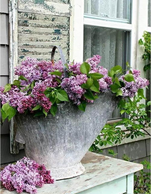 花园里 这些花儿不可少