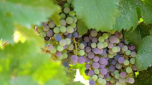 磷酸二氢钾：葡萄的“好朋友”