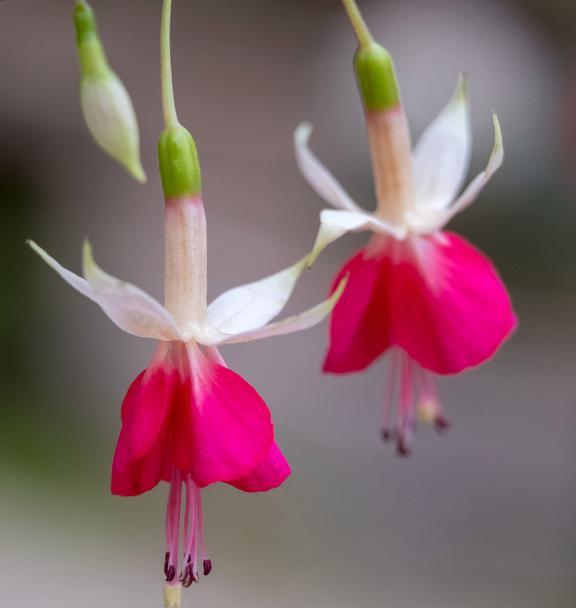 植物开花的小秘密