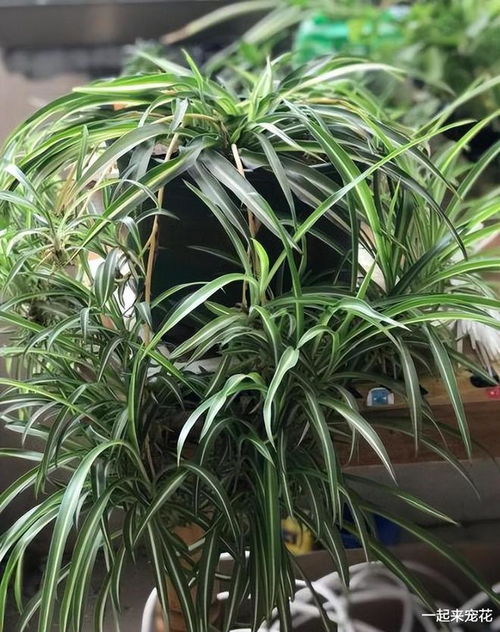 五针松的种植技巧，避免踩雷