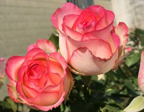 冬剪流程，你懂吗？