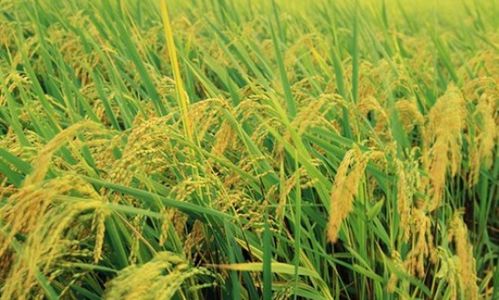 释义拓展：丙溴磷污染源