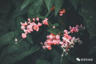 难开花的植物， 也有它的道理