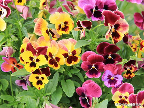 三色堇：三色斑斓的盛宴