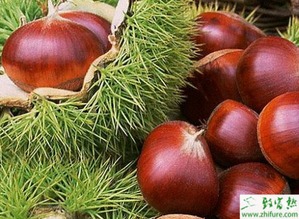 有效防治栗疫病的策略