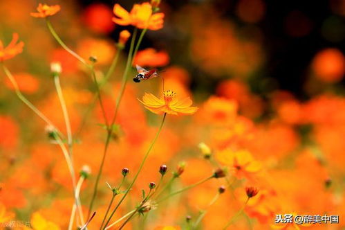 秋天的花朵，香气四溢的奥秘