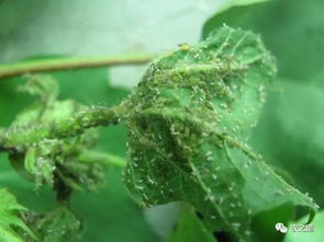 棉花害虫的灭杀者