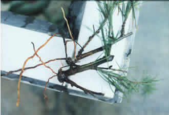 三、 雪松种植技术全解