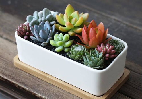洋葱种植技术为什么掌握不好？