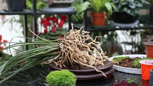 自制农药， 多样选择