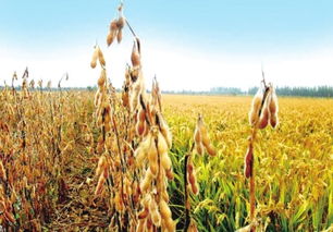 大豆和水稻共用除草剂的影响