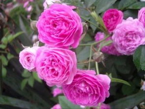 浇水不当， 根儿受罪