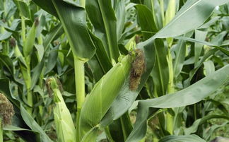 丹参一亩地，收益大揭秘