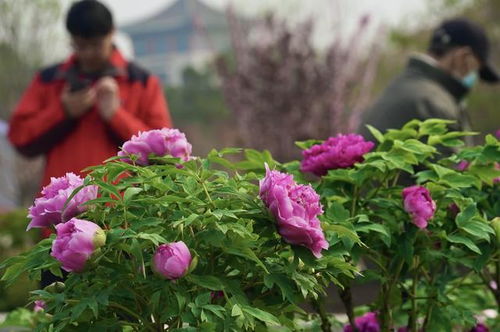 牡丹花色彩艳丽，形状丰满