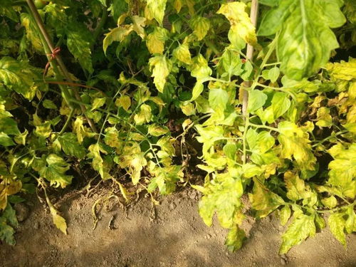 三层夹心法， 成活率提升80%