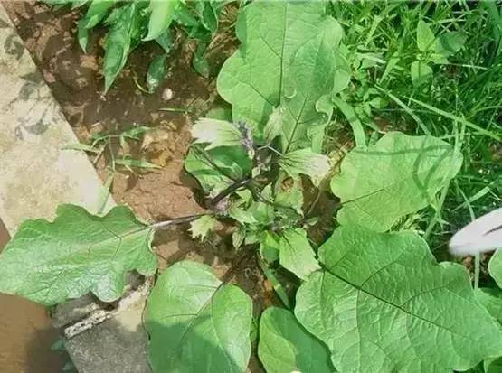 壳聚糖农药：神奇的植物守护者