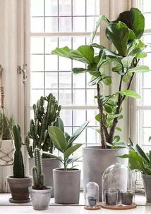 大型绿植， 点缀客厅亮点