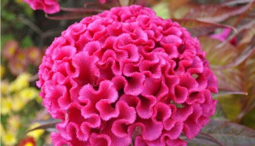 五、 鸡冠花，红红火火的日子