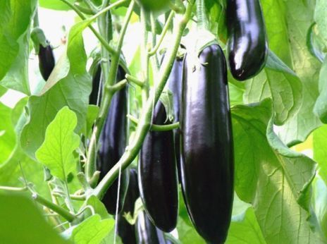 浙江一蔬菜基地茄子屡遭窃，一夜之间半亩茄子被盗