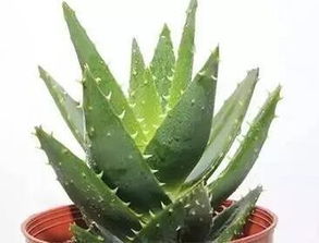 芦荟开花泡水，如何饮用更养生
