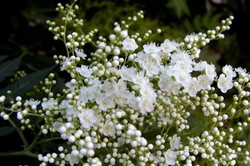 珍珠梅种子的神秘面纱