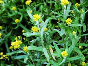 草甘·草铵膦：广谱除草，持效期长