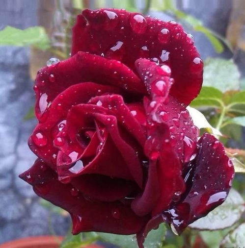 玫瑰花的美丽与魅力