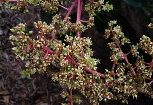 福州盛产爆款花果，名品花卉一网打尽