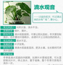 绿植养护管理工作：浇水策略大揭秘