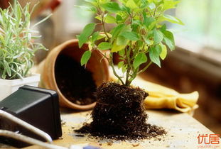 三、调节土壤酸碱度的注意事项: