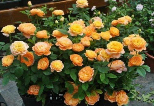 如何让瓶插月季花绽放梗长