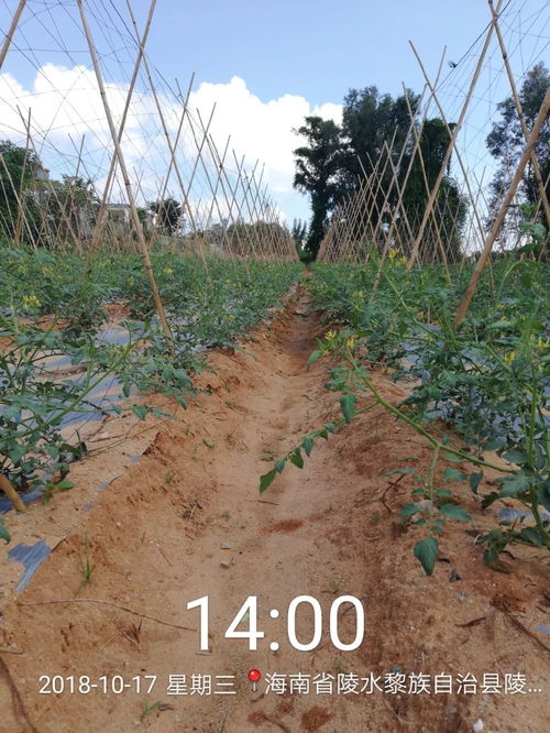 番茄种子怎么播种？什么时候播种最好