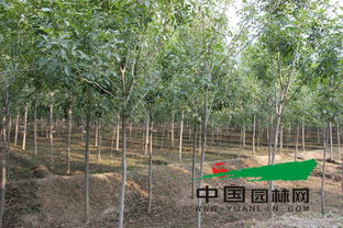 南京兴旺大型苗木基地，服务周到