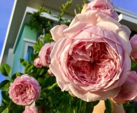 寻找那抹心动之白