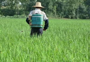 农民的心声：农药效果如何？