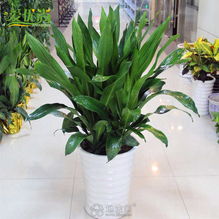 盆栽利润空间当可观