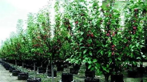 介质代替土壤：减少土壤流失