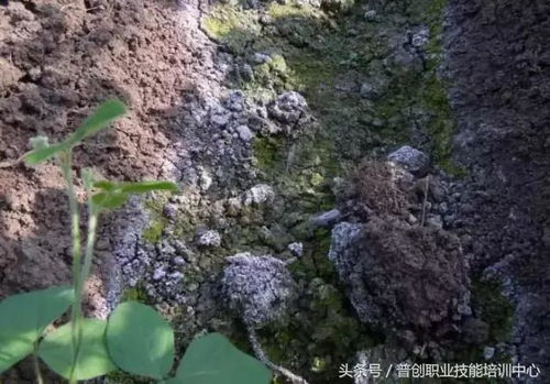 田菁非入侵植物，耐旱耐盐