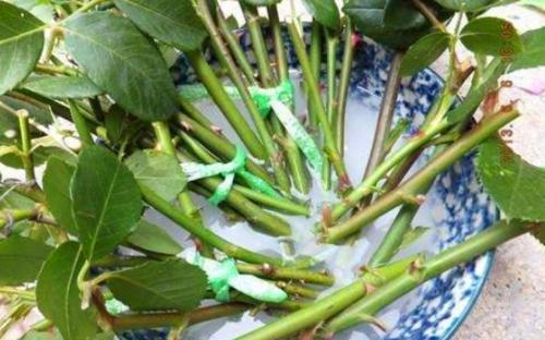 米醋和阿司匹林：生根的“双剑客”